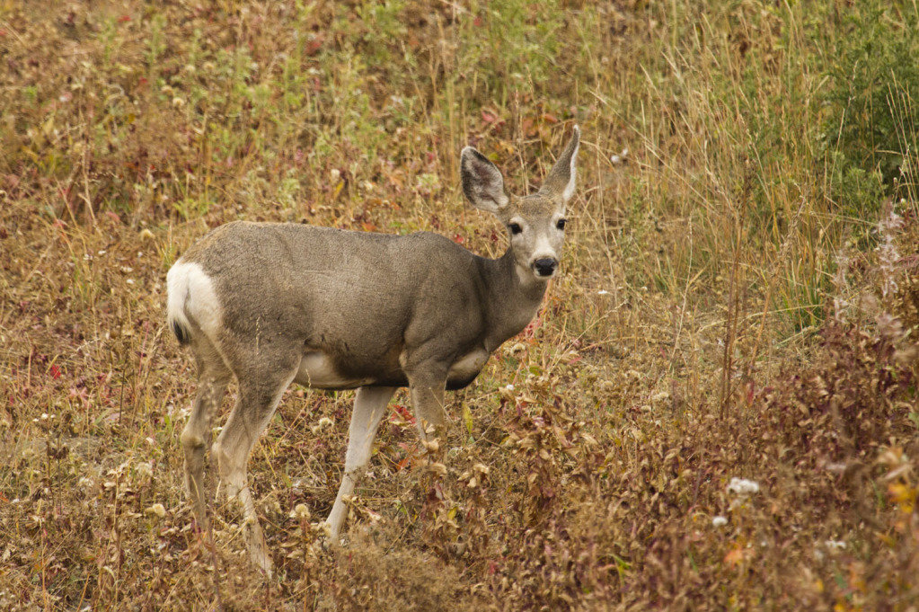 deer_2b4b1860c7335420e4c8825a2e690bd984e1e299.jpg