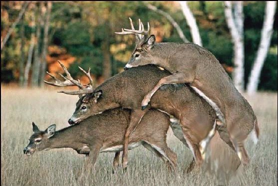 deer_3some.jpg