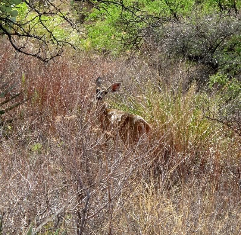 deer_897e5e5c94556ce37b458899f4eb3788e6a85d90.jpg