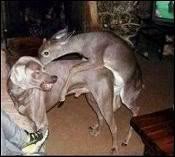 deer_9bc2e9ac3ef94a70c5e92bb10f95678cca7d28a9.jpg