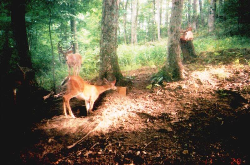 deer_e468d26c5fb64a0fe5d79821f9ed0cbaf1dca78e.jpg
