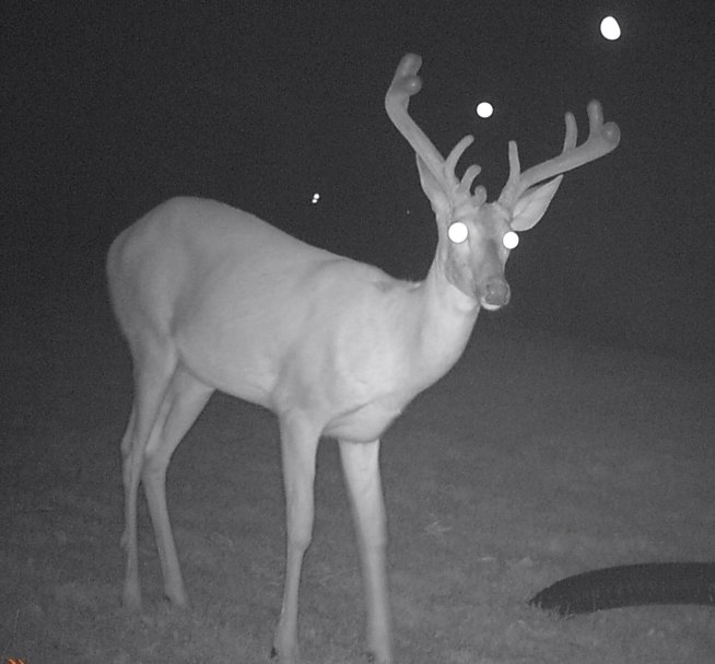deer_zpsf983fc9b_fc38c9b4193a4eb4fa13d9c98cd1f06ff27a191d.jpg