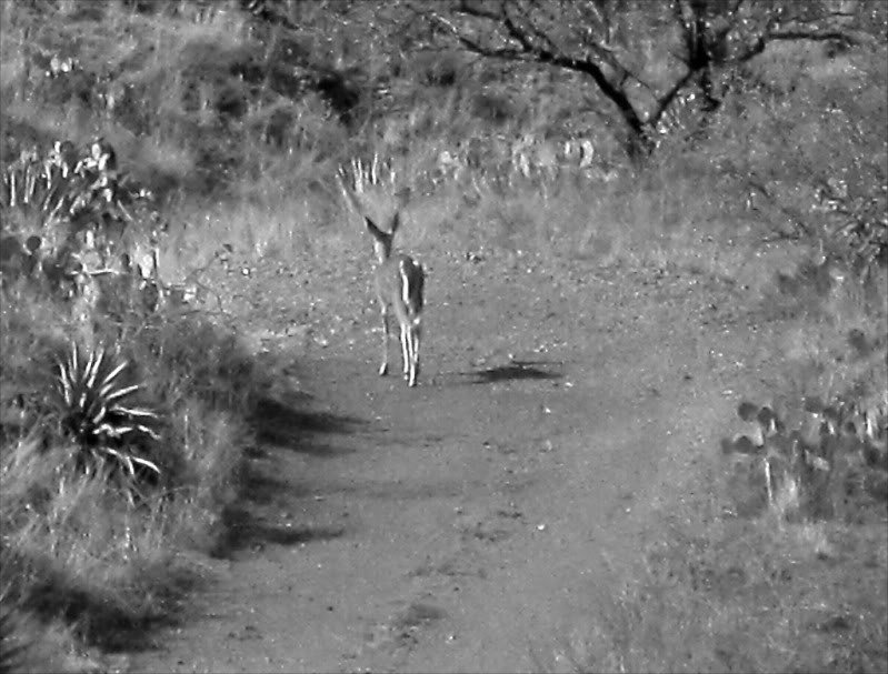 deerfromalongwayoff_706348487dd17a5614c58564578bfa93d9cddfad.jpg