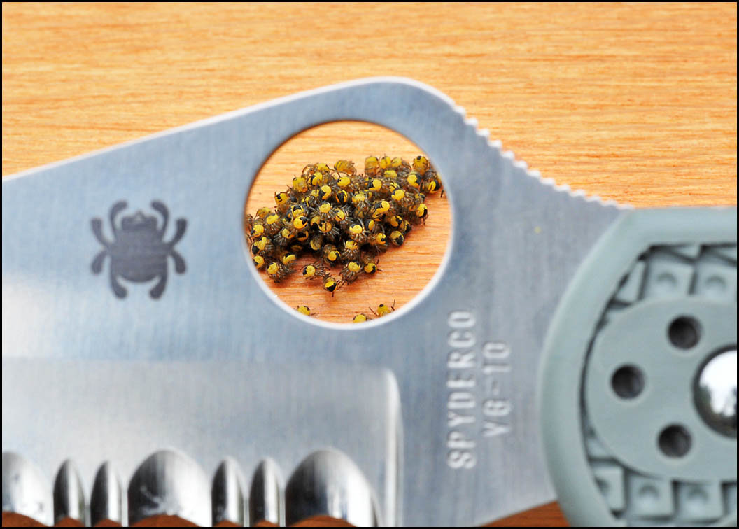 delica_spiders03_5343.jpg