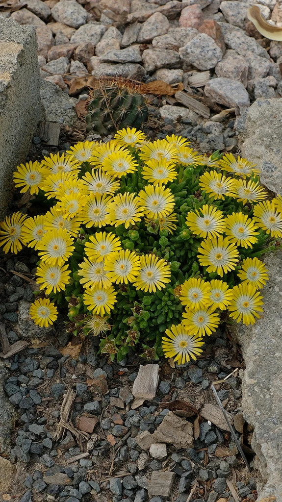 Delosperma-Mountain-Dew-PP-31543.i-16806.s-66320.r-1_1024x1024.jpg