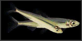 DELTA_SMELT_CDFG_b8bc3824e039b4bcde294969917d3c5933fe61c9.jpg