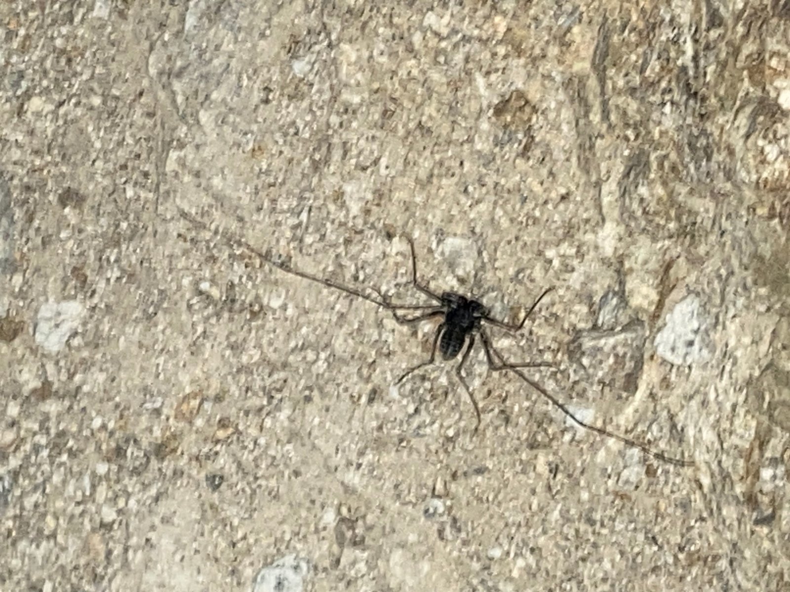 DesertNightSpider.jpg