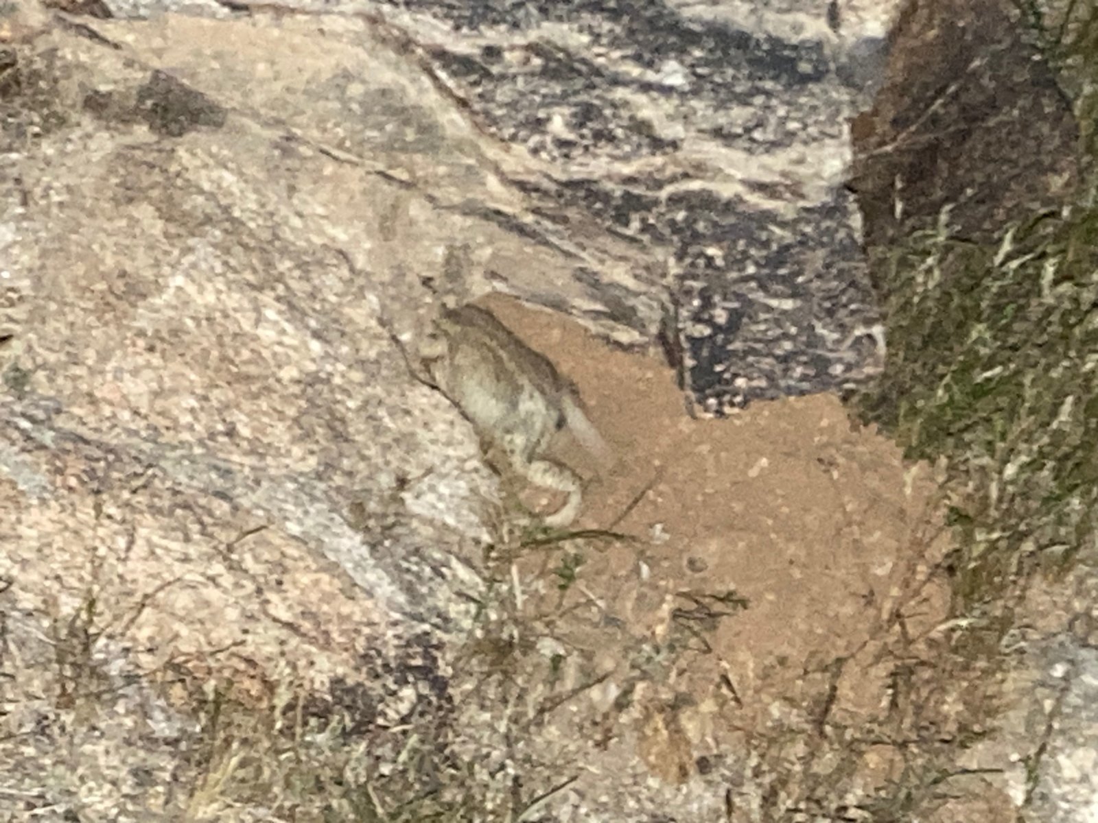 DesertNightToad.jpg