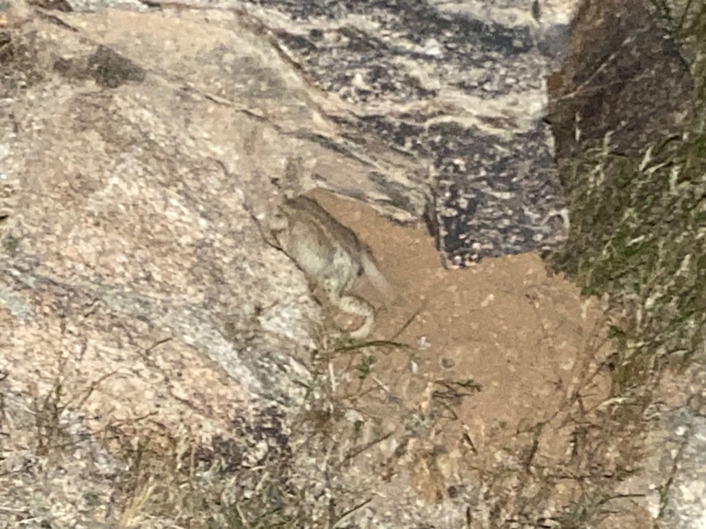 DesertNightToad.jpg