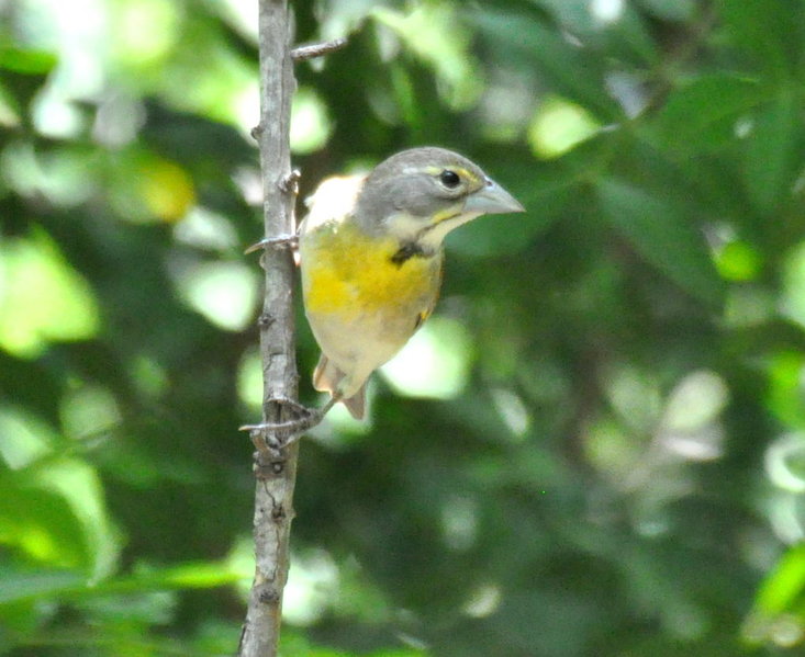 Dickcissel.jpg