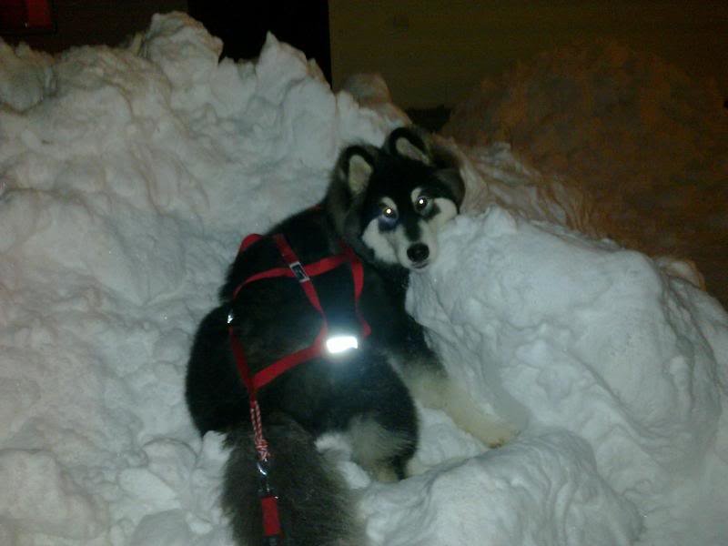 Dieselsnowbank_4ff009f95b8e2ae1e63e11818644be771feacc7b.jpg