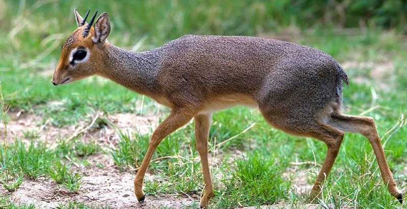 Dik Dik.jpg