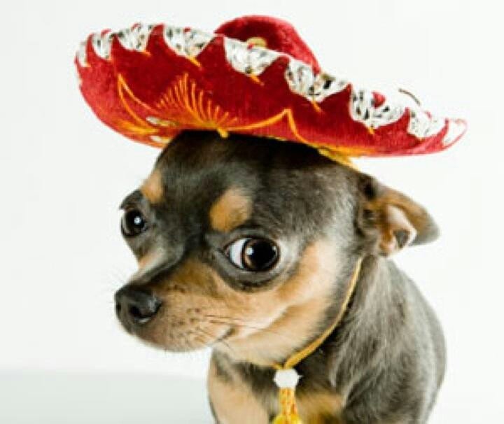DirtySanchez_Chihuahua.jpg