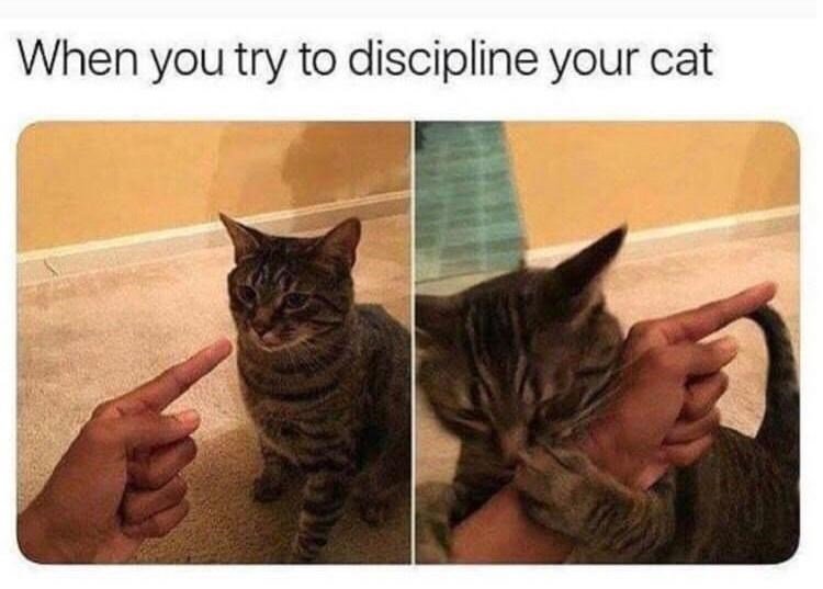 discipline-cat.jpg