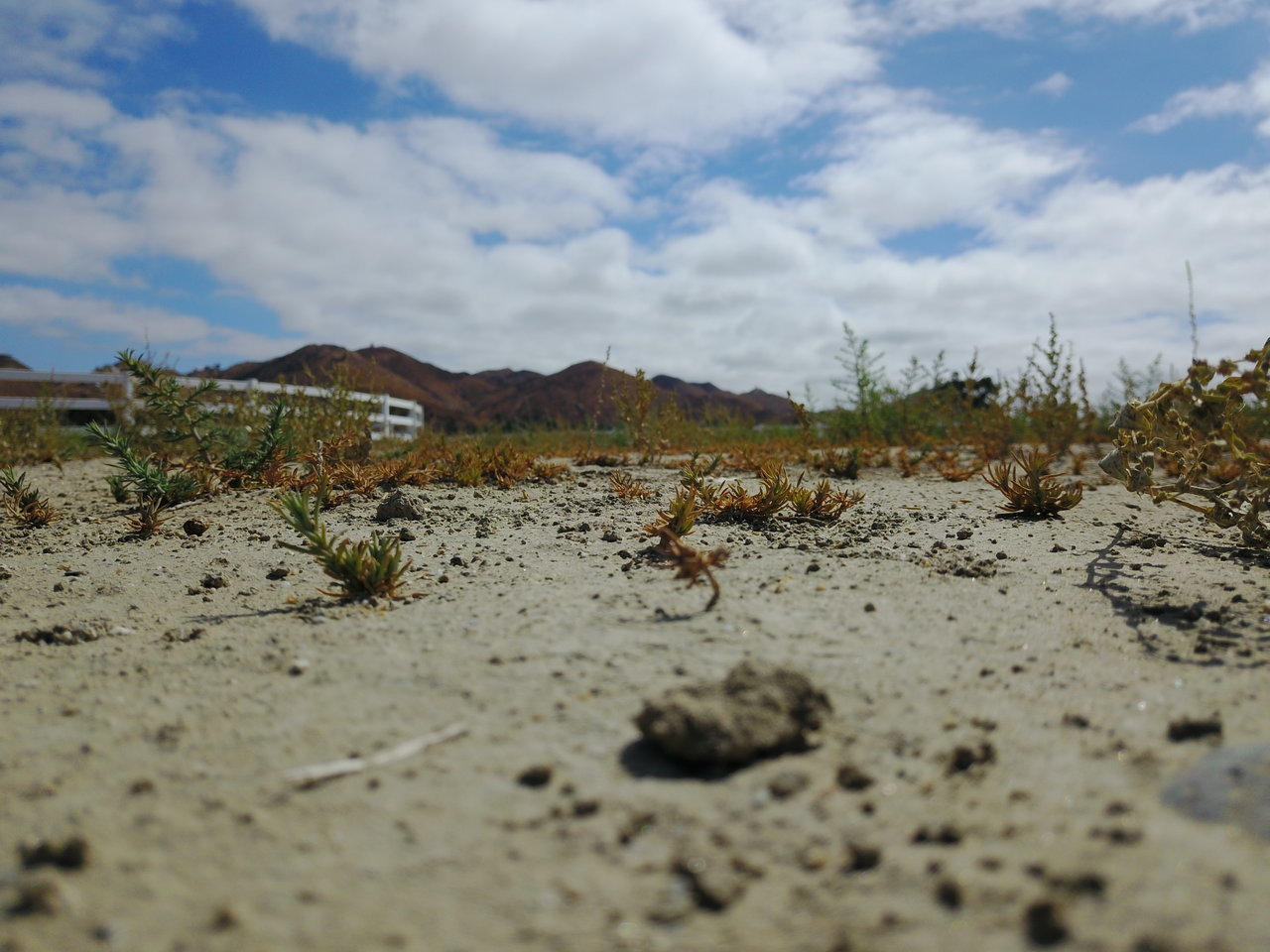 DJI_0017.jpg