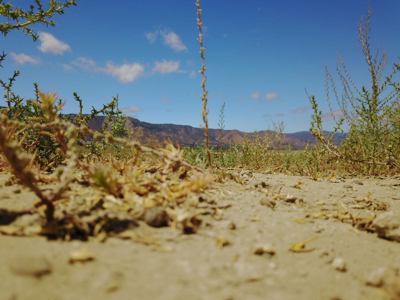 DJI_0039.jpg