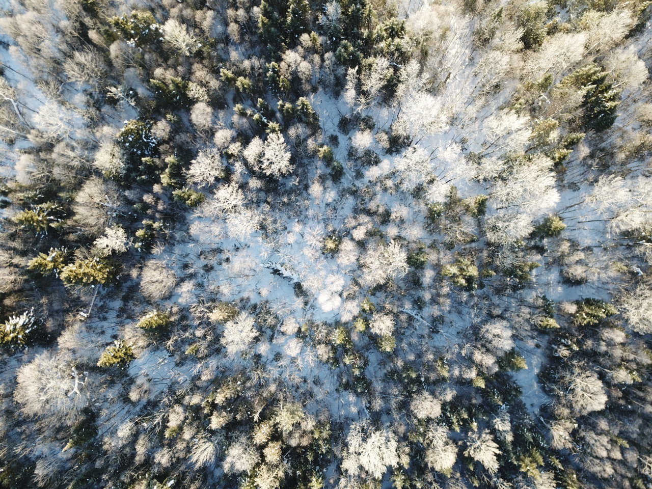 DJI_0665.jpg