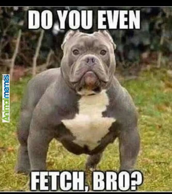 do-you-pitbull-memes.jpg