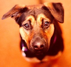 DOBY-0~3.jpg