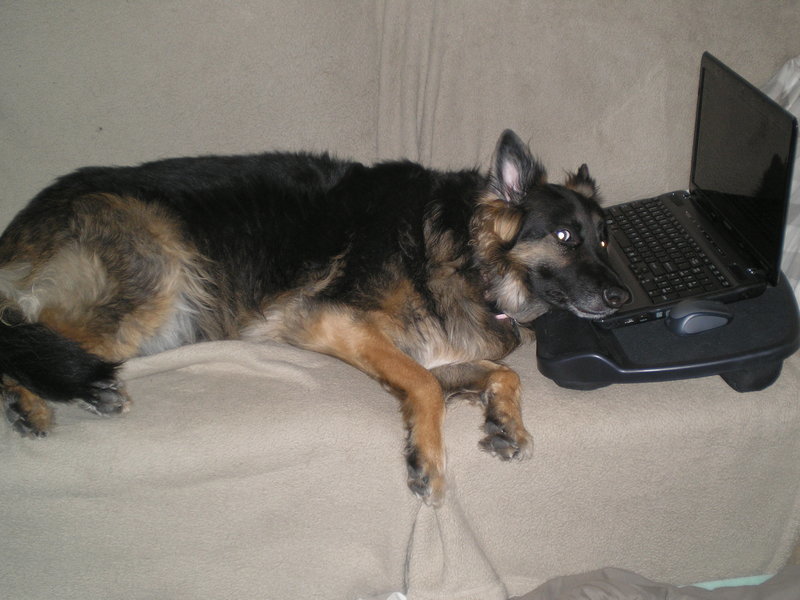 dog 004.jpg