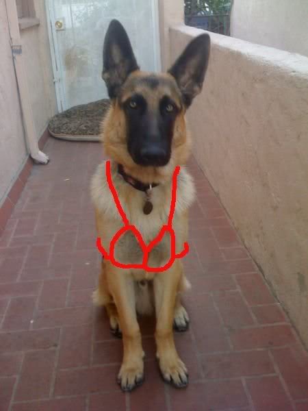 dog-1_d352e8ce2fc1ede94d8c2ae123a572f2e93366b6.jpg