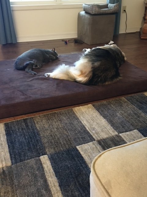 Dog and cat.jpg