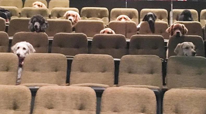 dog-audience_606577b43b5676da9ce4b503eb54c39178279db3.jpg