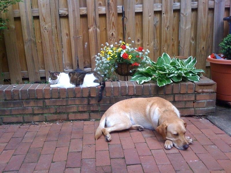 dog & cat.jpg