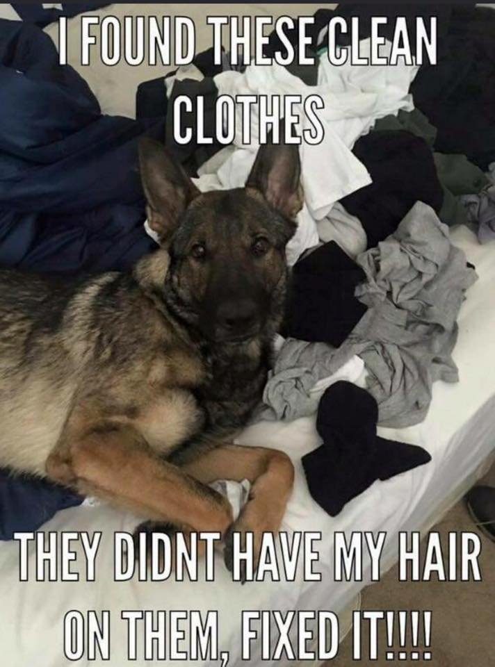 Dog clothes.jpg