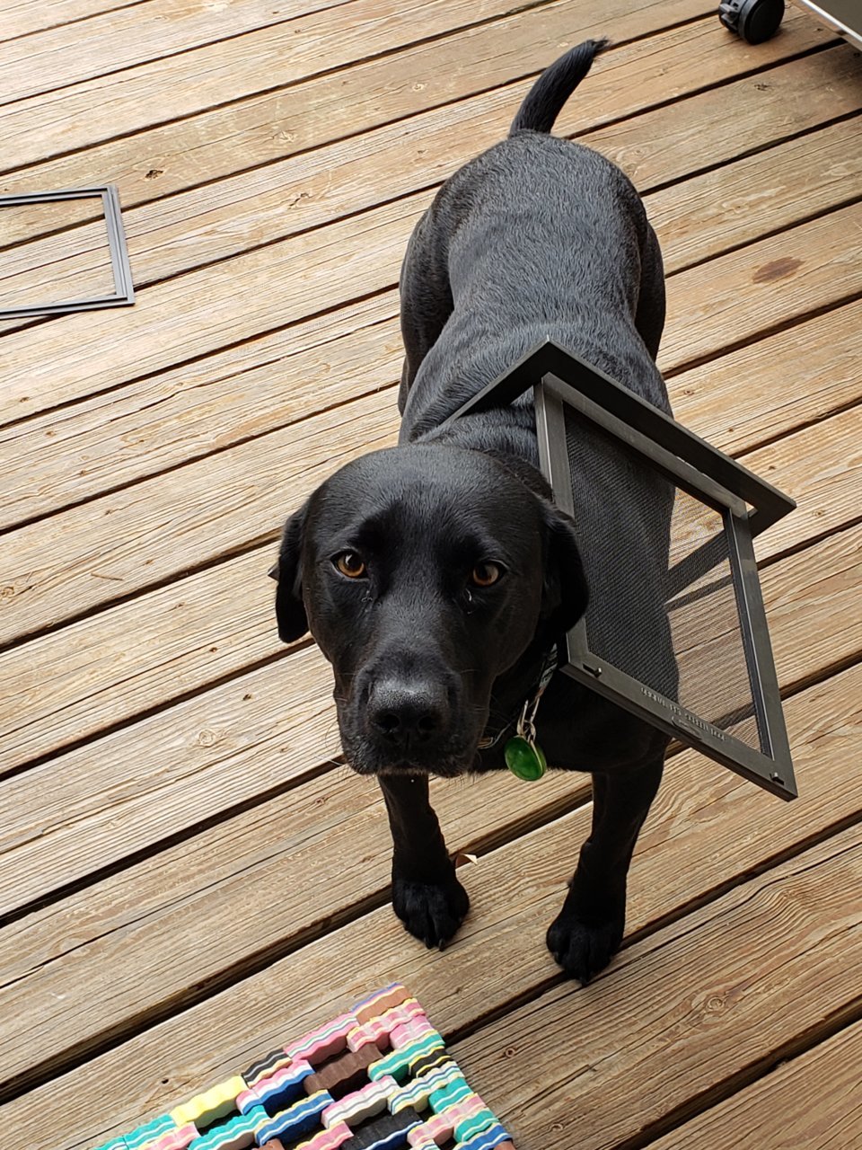 dog door.jpg