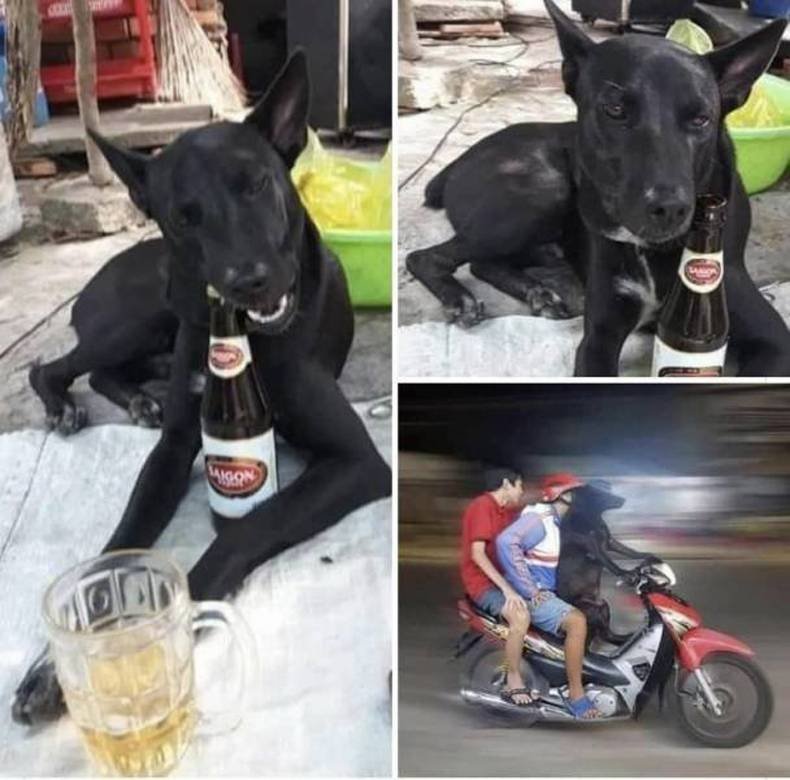 dog-dui.jpg