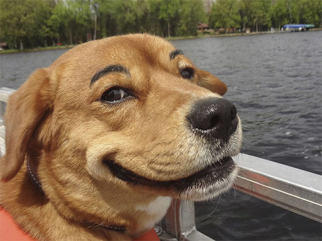 dog-eyebrows2.jpg