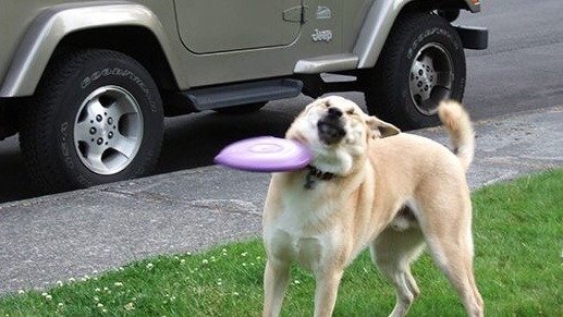 dog.jpg