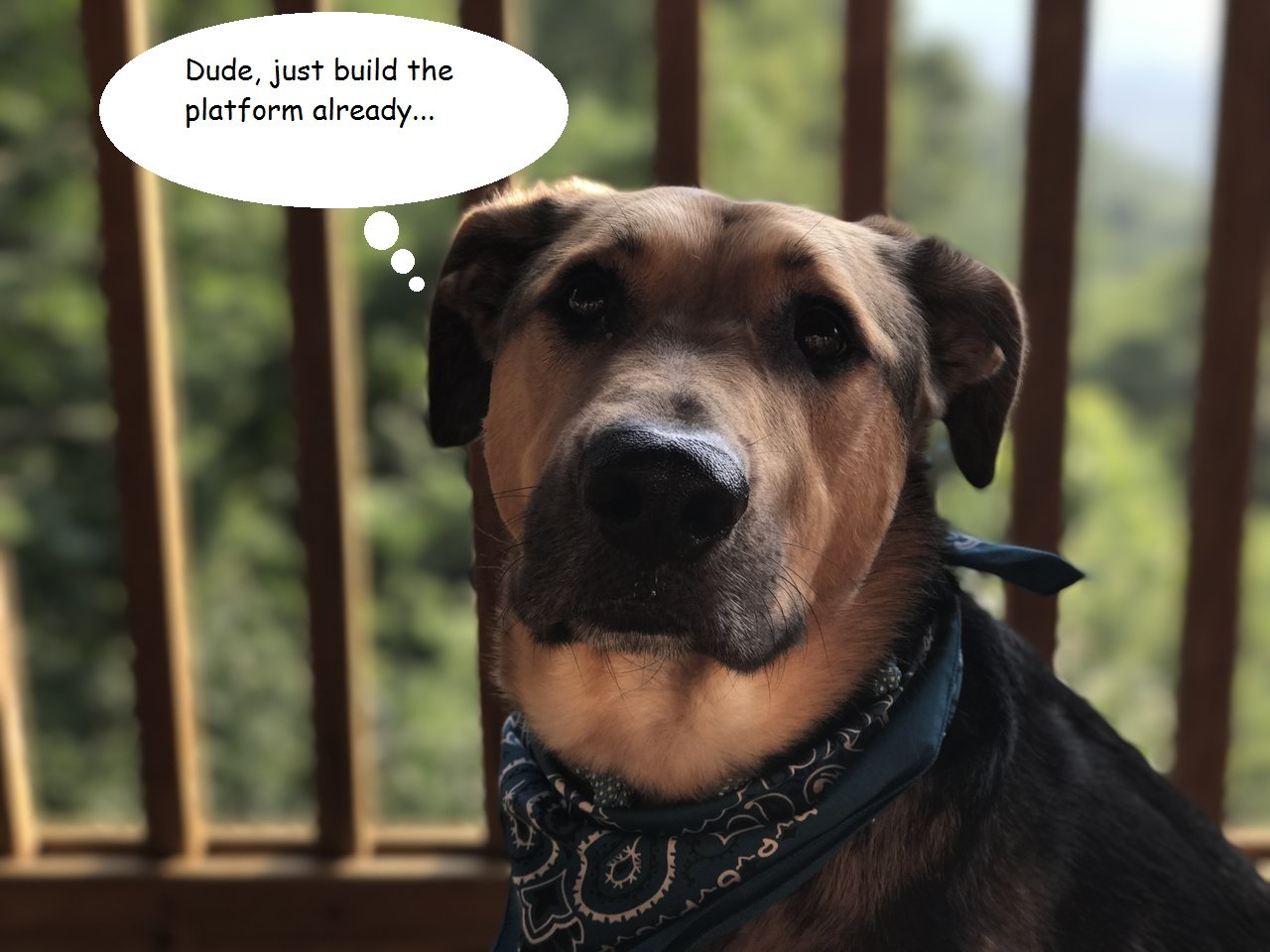 dog.jpg
