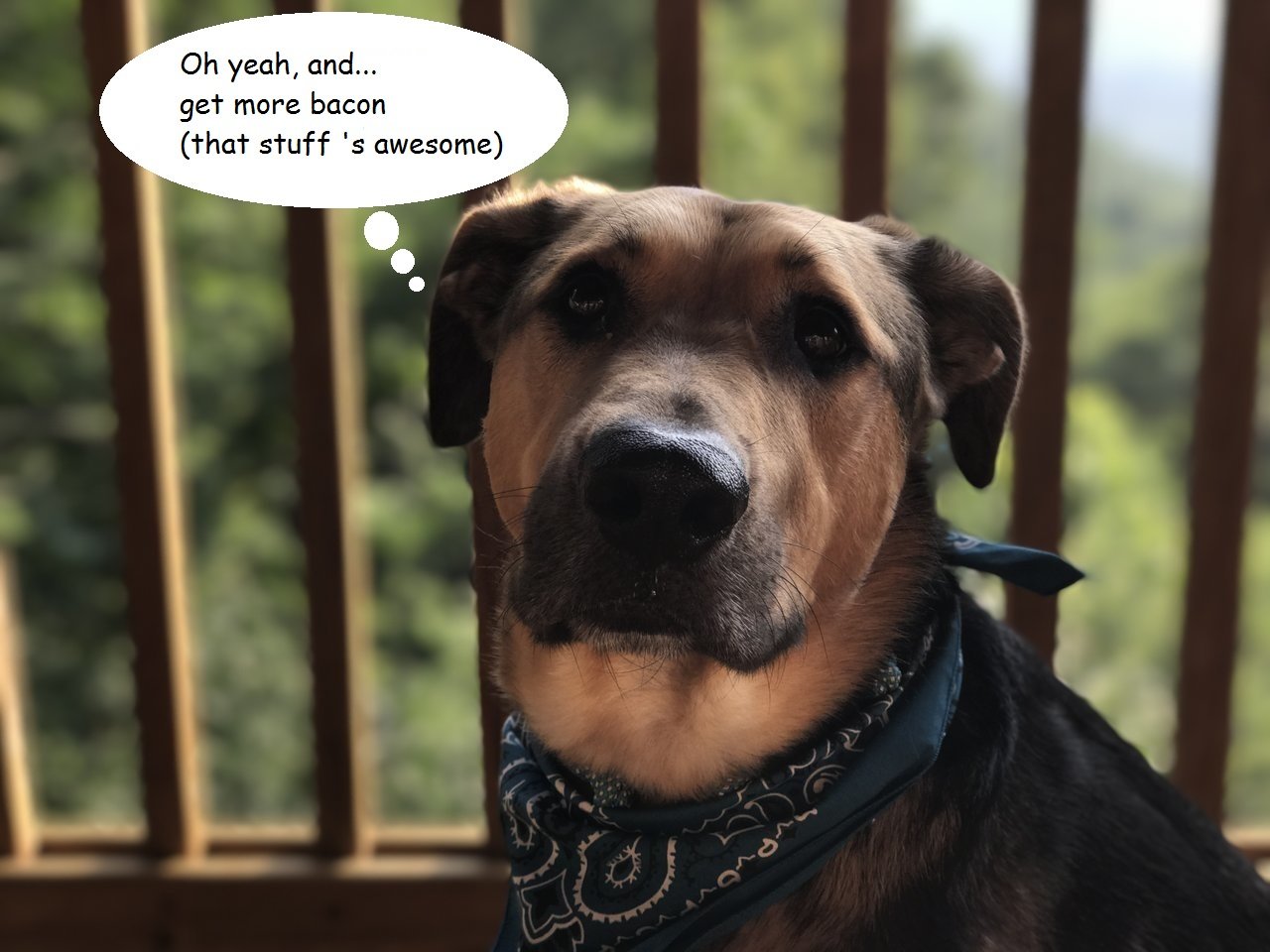 dog.jpg
