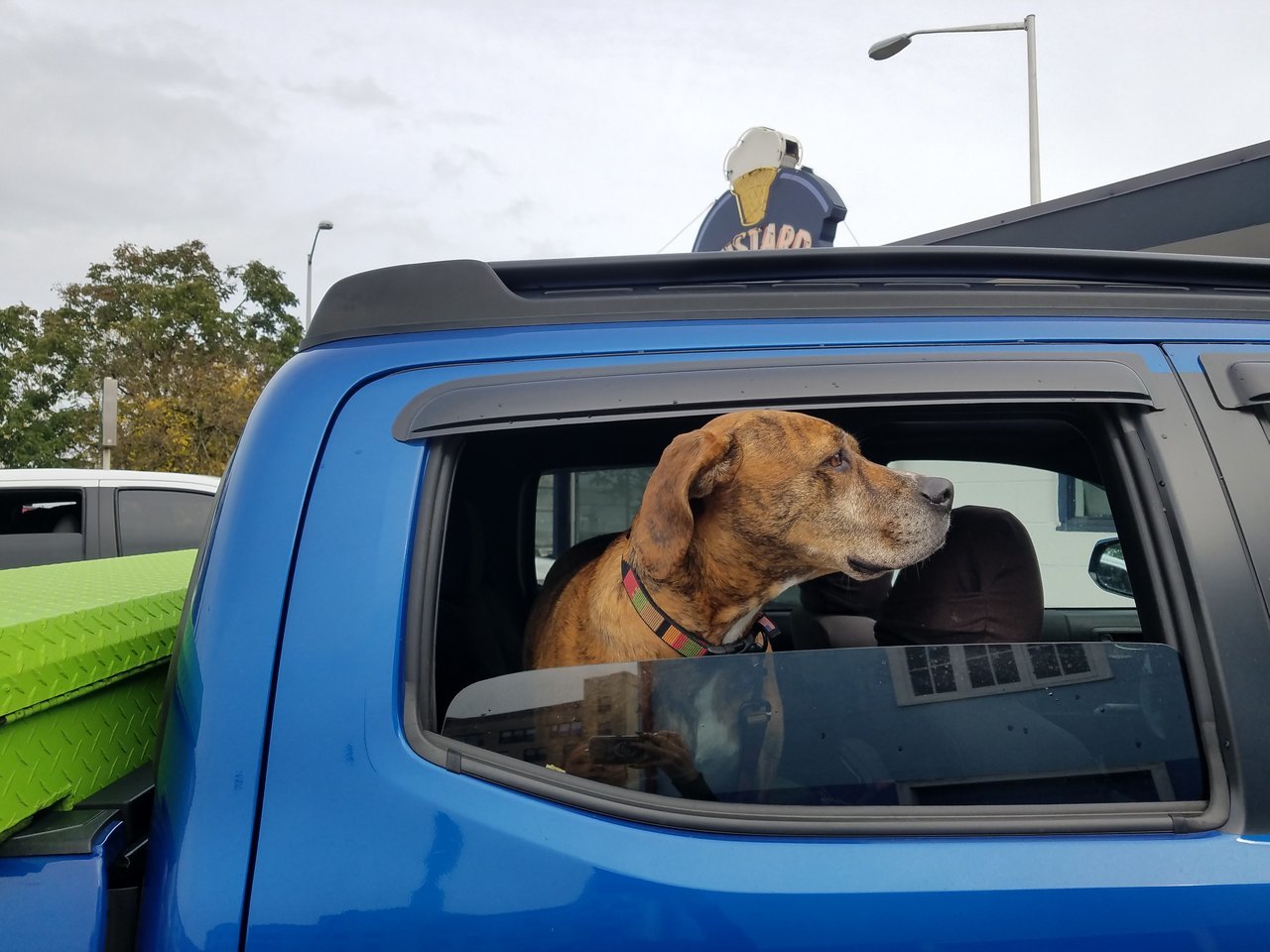 Dog.jpg