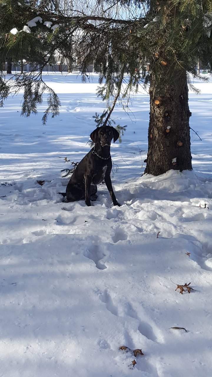 Dog.jpg