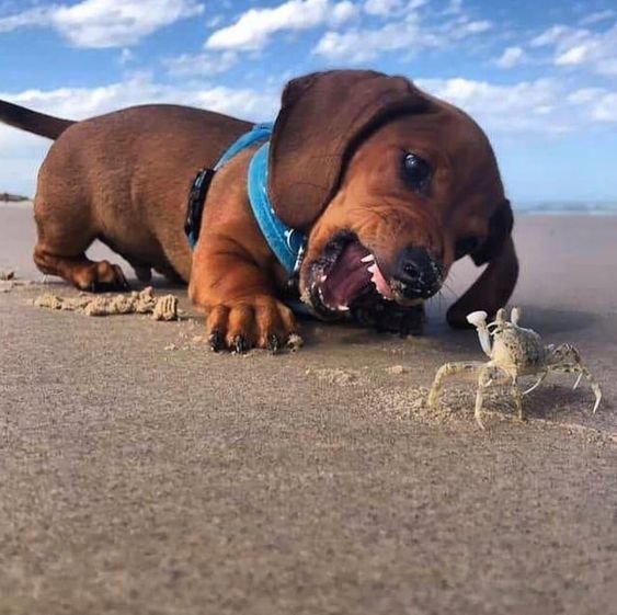 DOG.jpg