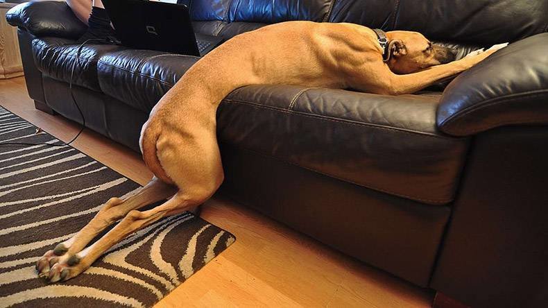 DOG.jpg