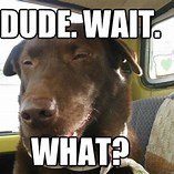 dog.jpg