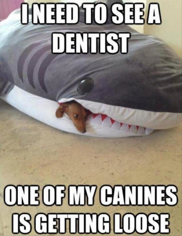 dog.jpg