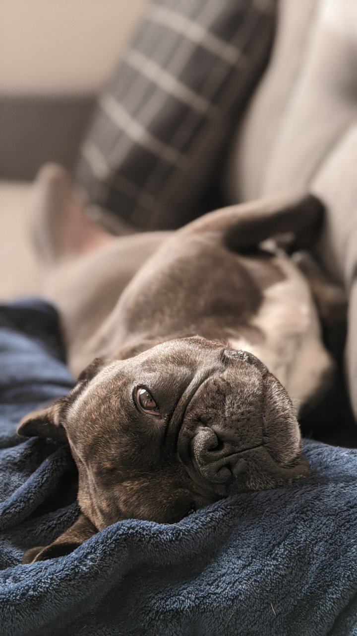 dog.jpg