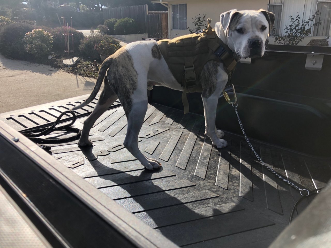 dog.jpg