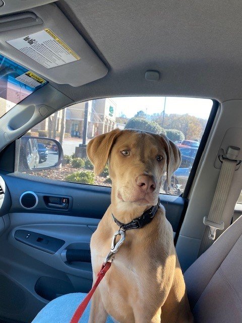 Dog.jpg