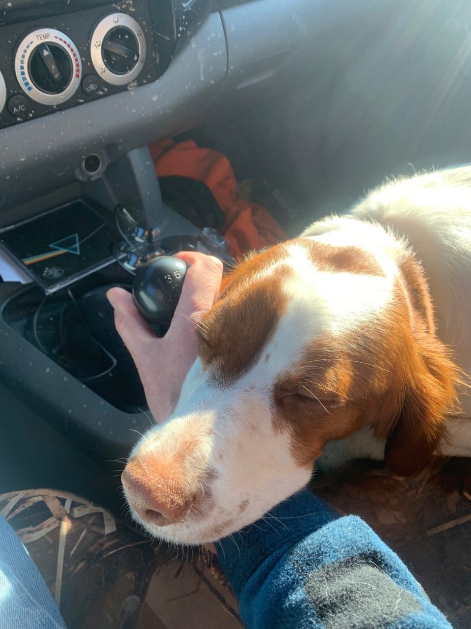 dog.jpg