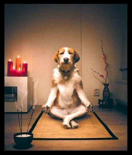dog-meditation-2_d0fc412a9ae0ce41911a10771f267601ee2f80d0.jpg