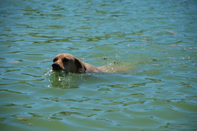 Dog park 6-12-11 003.jpg
