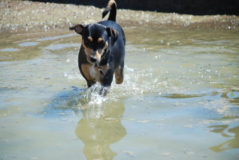 Dog park 6-12-11 004.jpg