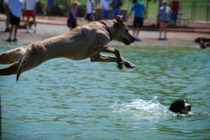 Dog park 6-12-11 010.jpg