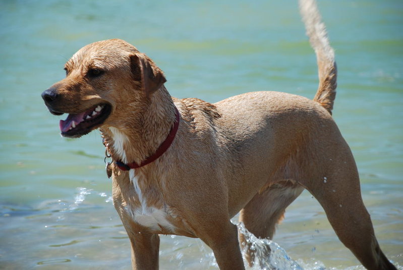 Dog park 6-12-11 033.jpg